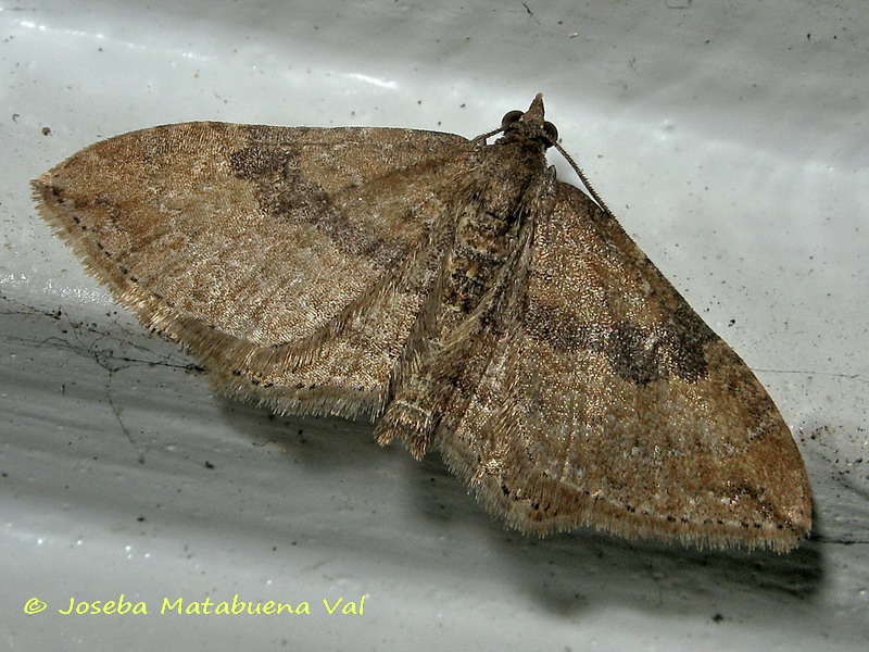 Nycterosea obstipata - Geometridae